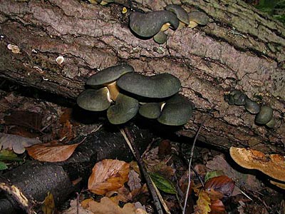 Gelbstieliger Muschelseitling