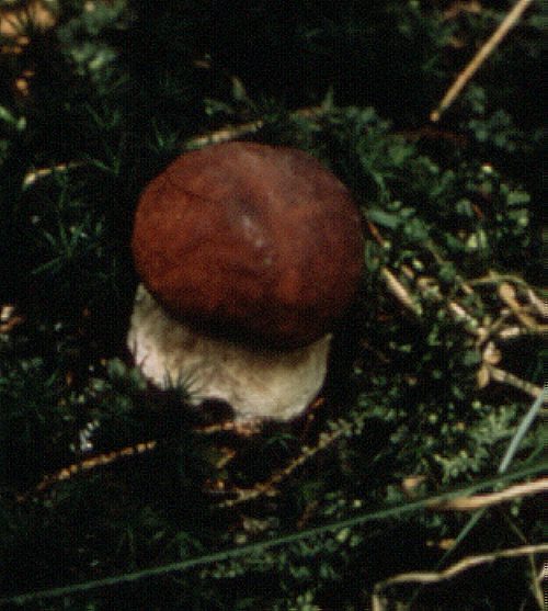 Kiefernsteinpilz