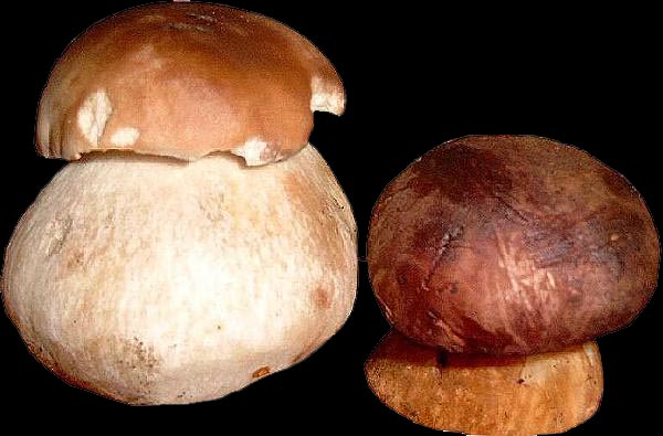 Fichtensteinpilz & Maronenröhrling