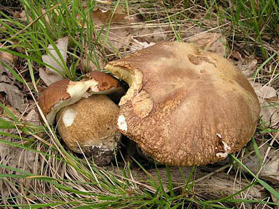 Eichensteinpilz / Sommersteinpilz