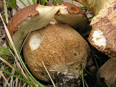 Eichensteinpilz / Sommersteinpilz