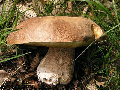 Eichensteinpilz / Sommersteinpilz